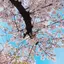 ユキのプロフィール画像