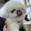 しーのプロフィール画像