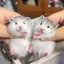 Rのプロフィール画像