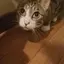 Runaaのプロフィール画像