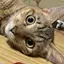 しょうのプロフィール画像