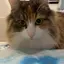 mihoのプロフィール画像