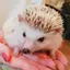 ななひなのプロフィール画像