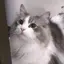 Nのプロフィール画像