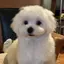 あちゃのプロフィール画像