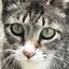 akoのプロフィール画像