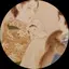 まろすのプロフィール画像