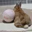 うさけつのプロフィール画像