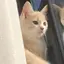 meiのプロフィール画像