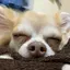 いぬのプロフィール画像