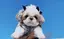 a.s.aのプロフィール画像