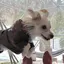 すーかのプロフィール画像