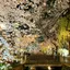 shiroのプロフィール画像