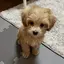 ゆうあのプロフィール画像