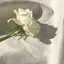 rのプロフィール画像