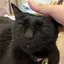 クロネコのプロフィール画像