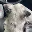 あーにゃまるのプロフィール画像