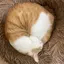 ココにゃのプロフィール画像