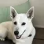 プチけんのプロフィール画像