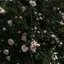 sakuraのプロフィール画像