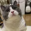 ponyuのプロフィール画像