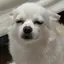 めろいぬのプロフィール画像
