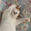 まいぼんのプロフィール画像