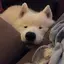 Allisonのプロフィール画像