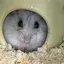 はーのプロフィール画像