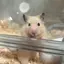 かなのプロフィール画像