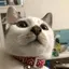 マキノのプロフィール画像