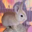coco111のプロフィール画像