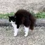 めごのプロフィール画像