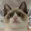 ラピスラズリのプロフィール画像