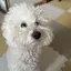 あゆのプロフィール画像