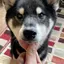 トラのプロフィール画像