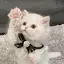 もえのプロフィール画像