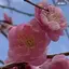 叶のプロフィール画像