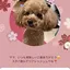 よこぷりんのプロフィール画像