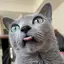 ブルチキのプロフィール画像
