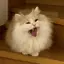 まるのプロフィール画像