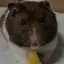 りさのプロフィール画像