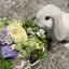 Saraのプロフィール画像