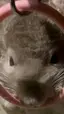 りおのプロフィール画像