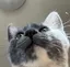 あやめのプロフィール画像