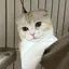かなのプロフィール画像