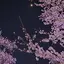 悠愛のプロフィール画像