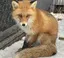 きゃなのプロフィール画像