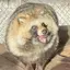 たぬおのプロフィール画像