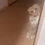 せなのプロフィール画像